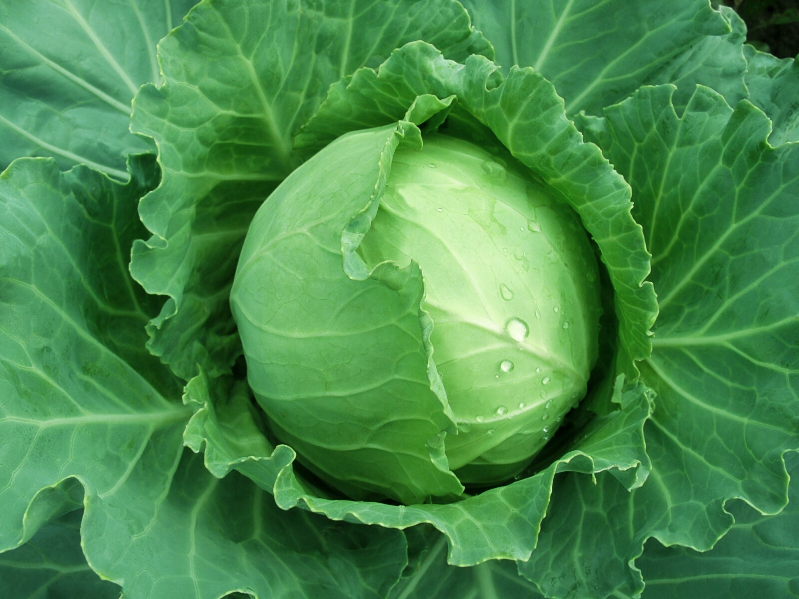 Brunswick Cabbage Seeds 500+ Danish Ballhead Vegetable NON-GMO USA FREE SHIPPING