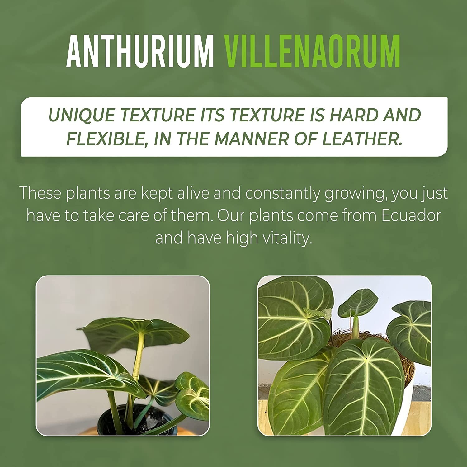 Anthurium Villenaorum by LEAL PLANTS ECUADOR |Green Live House Plants for Indoor