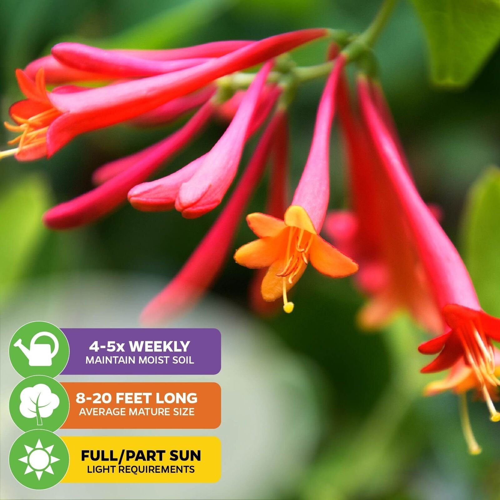 Trumpet Honeysuckle – Lonicera sempervirens – Live Plant