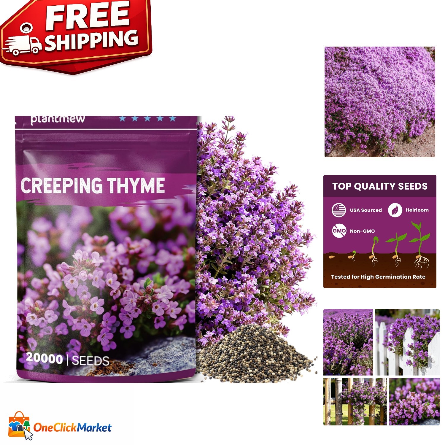 High Germination Creeping Thyme Seeds – Perfect for Sandy Soil & Low Maintenance