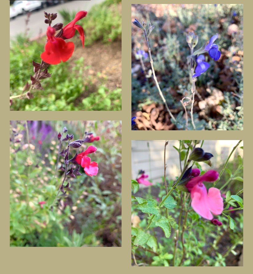 Mixed Salvia Red- Pink Purple- Blue- Pink Sages – 25 seeds 2024 – USA
