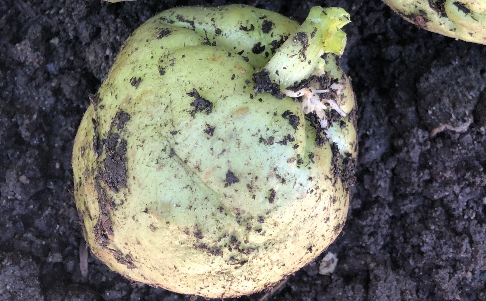1 Chayote Squash Mirliton Live Plant Ready To Plant