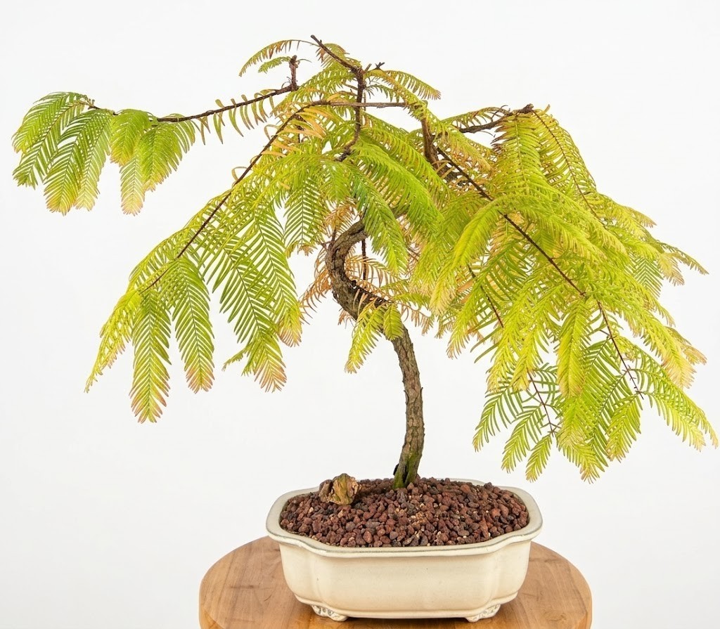 Live 16 Yr Old Dawn Redwood Bonsai Tree Metasequoia Glyptostroboides 23″H Specim