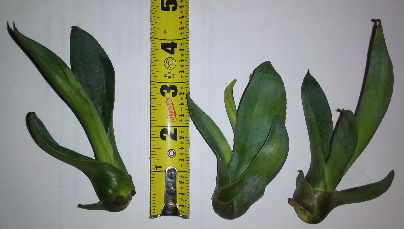 Agave weberi – 3 Bulbils, Ornamental & Spirit Production, Dec 2025