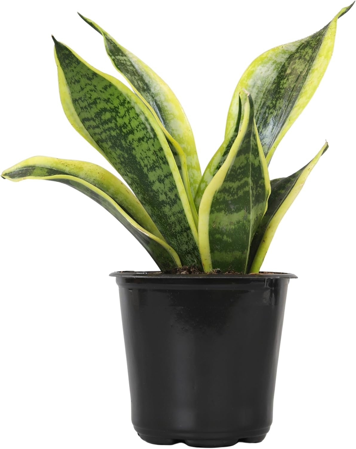 Planta Sansevieria Zeylanica Resistente Para Interiores Lengua De Suegra