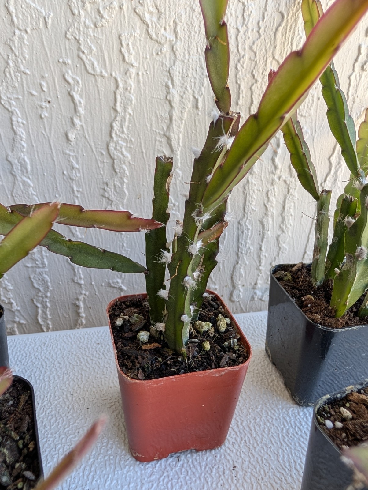 “Rhipsalis Cactus” Lepismium Cruciforme Rooted Cuttings In 2 “Pot