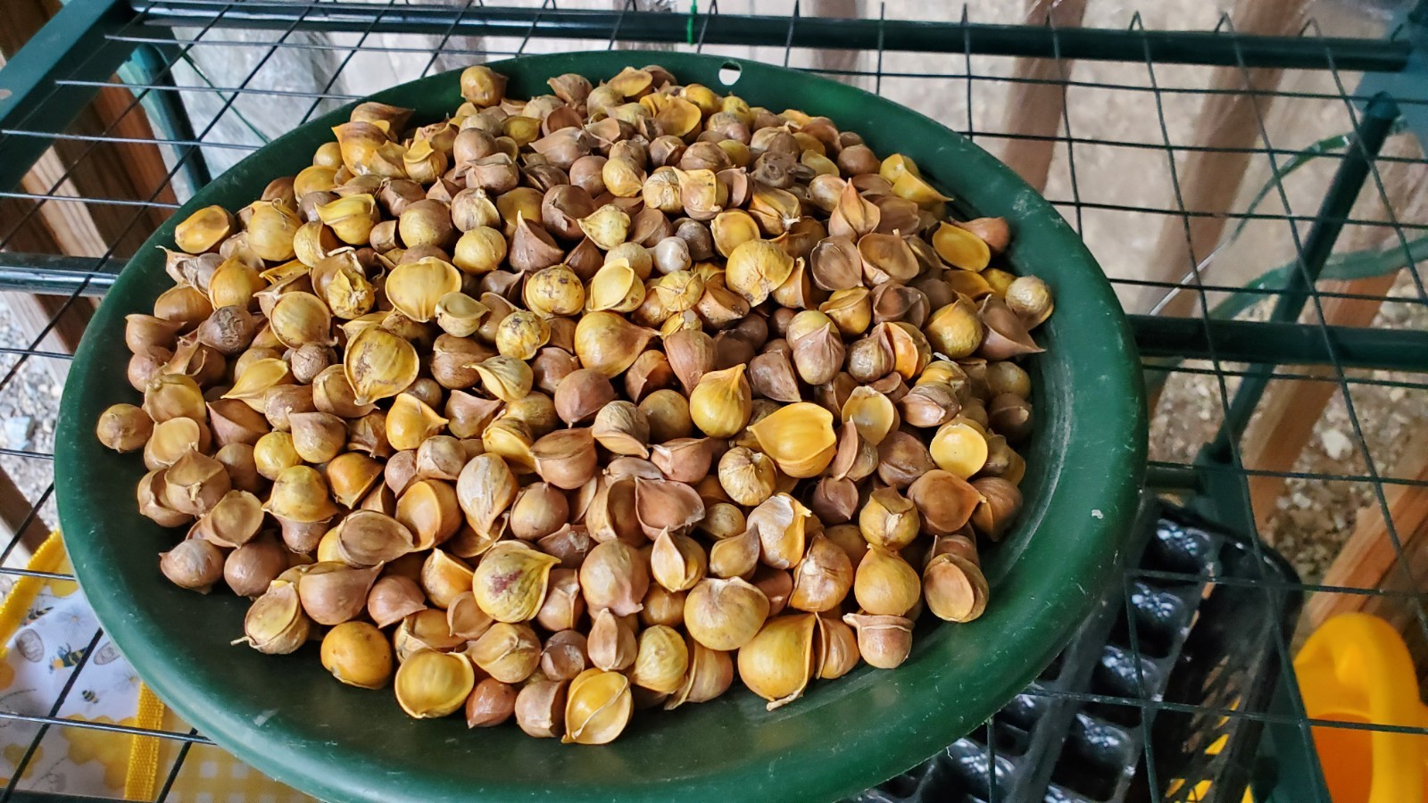 Elephant garlic seeds for planting, no pesticides (100 seeds/bulblets)