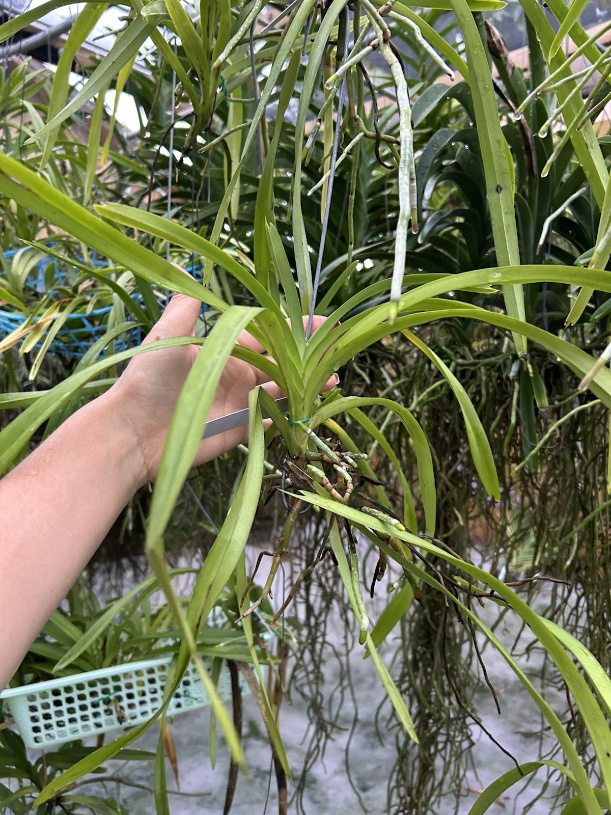 Vanda Trimerrill ( Tricolor X Merrillii ) Unique Orchid Vanda, Fragrant