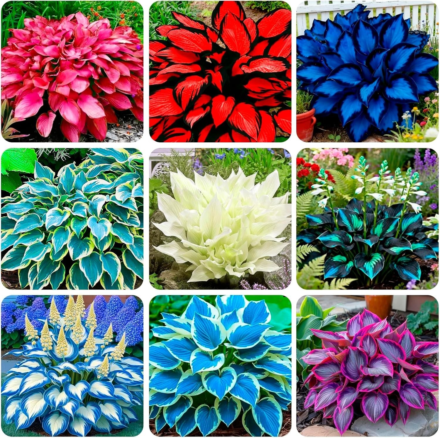 High Germination Rate Hosta Seeds – 345+ Non-GMO Perennials for Creative Gardens