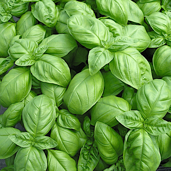 Genovese Basil Seeds | 1,000 Seeds | Heirloom – Non-GMO | Free Shipping | 1126