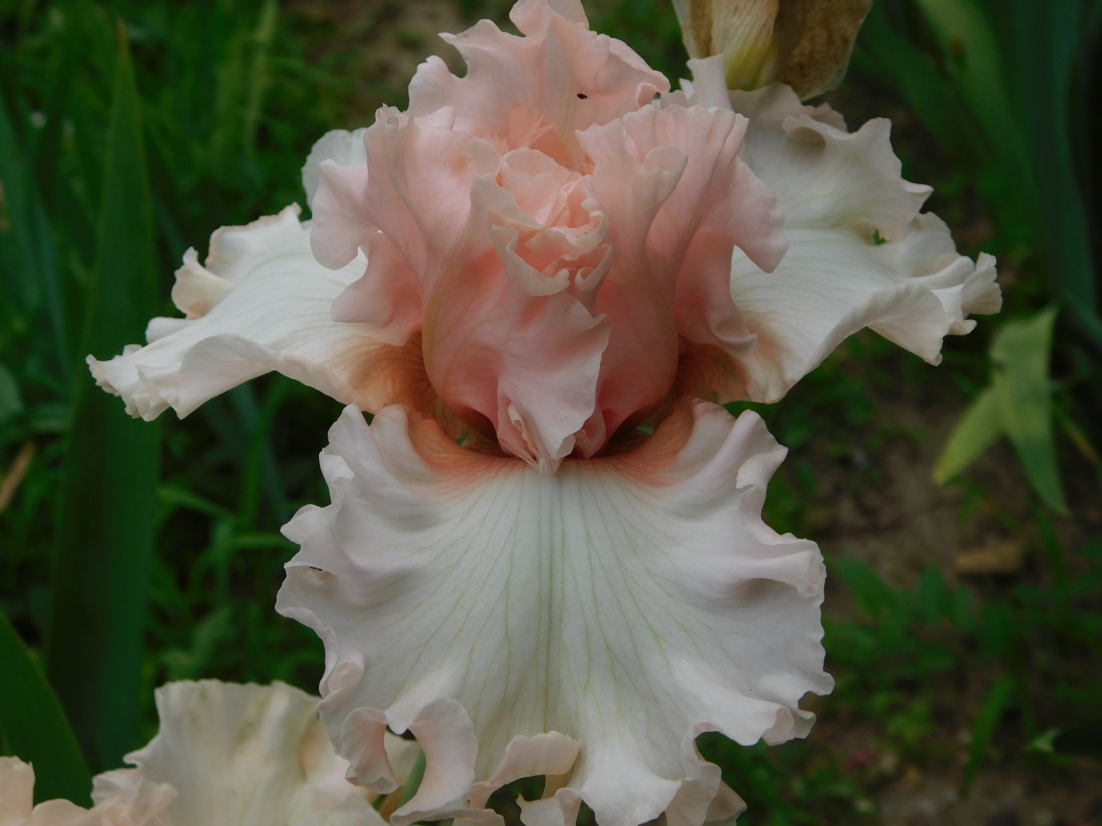 Tall Bearded Iris MAGICAL LOT A Freshly Dug