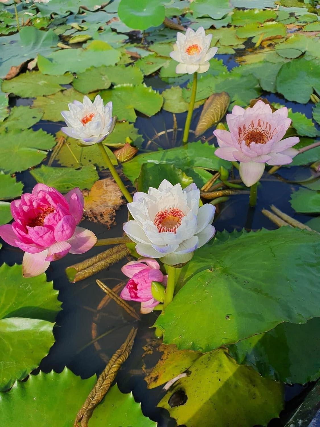 20 Lotus Seeds for Planting in Water – Precut Mixed Color Lotus Flower Seeds – W