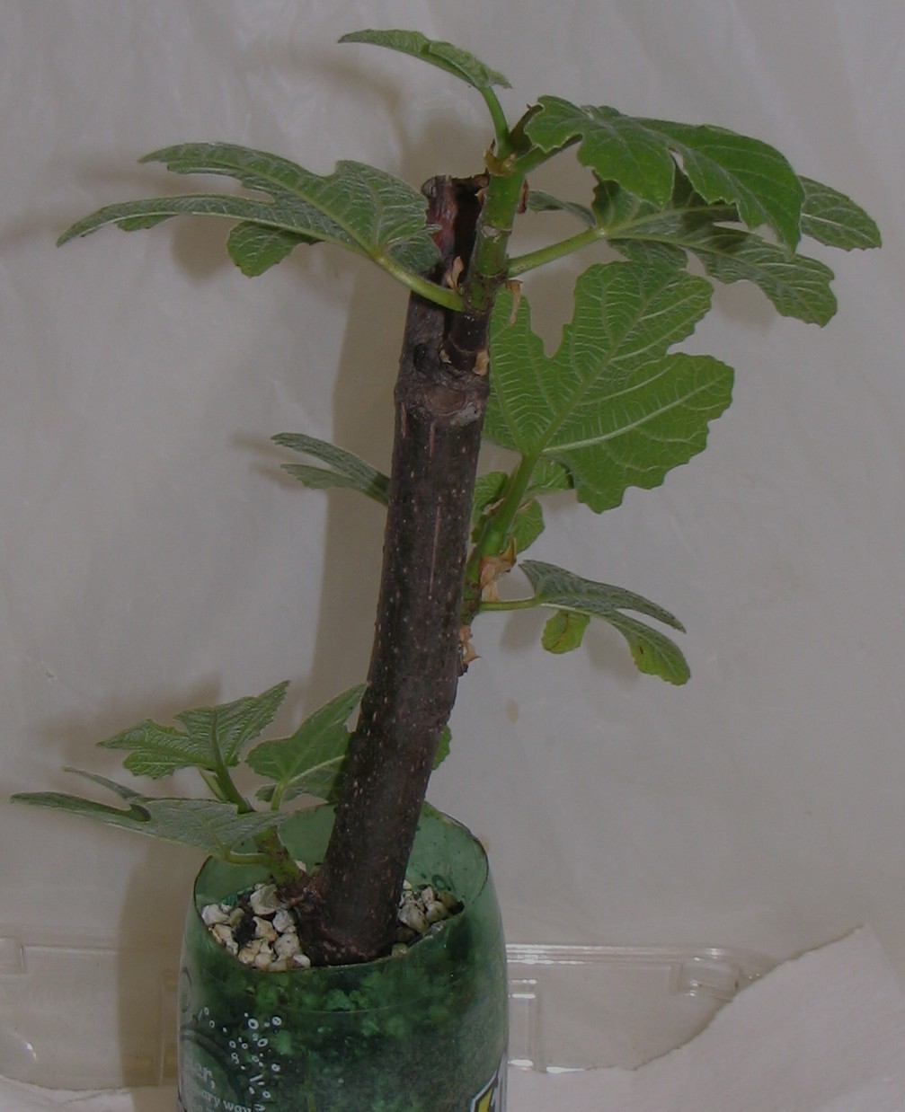 FIG TREE STARTER PLANT, 10″-12″, PETITE NEGRA DWARF VARIETY