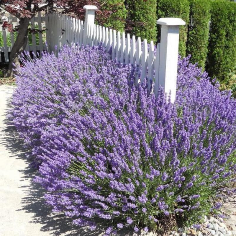 3 Plugs Lavender Plants Live Starter Plants 1-3″ in Tall, Hardy Perennial Lavend