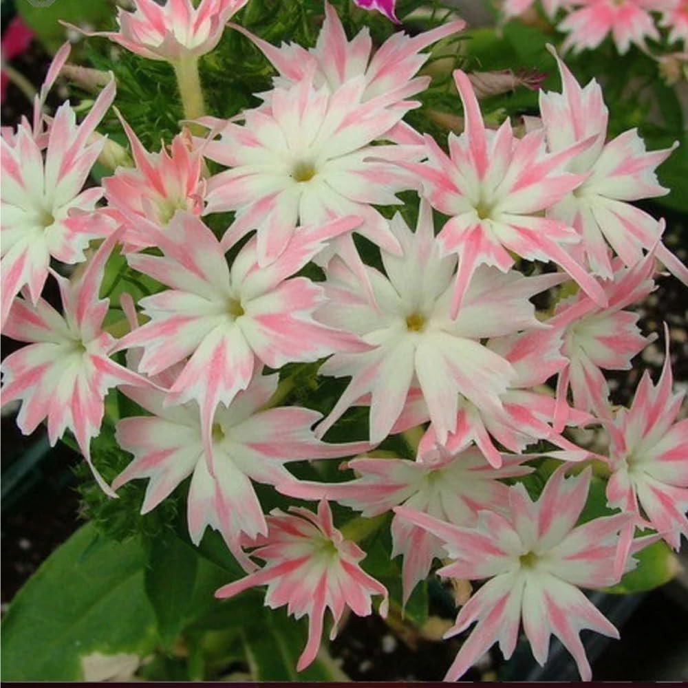 1508+ Creeping Mixed Phlox Seeds for Planting,Bright Perennial Creeping Phlox Se