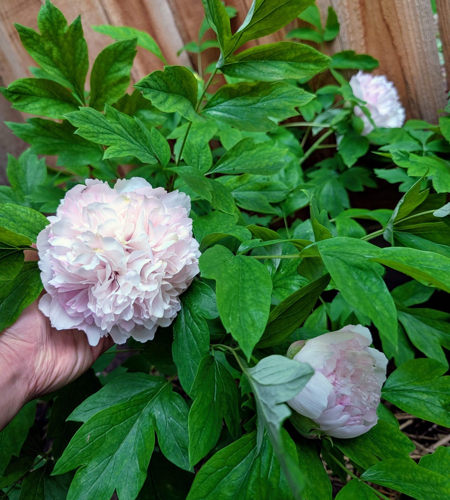 “Red thread girl” large flower tree peony Preorder for fall 2026