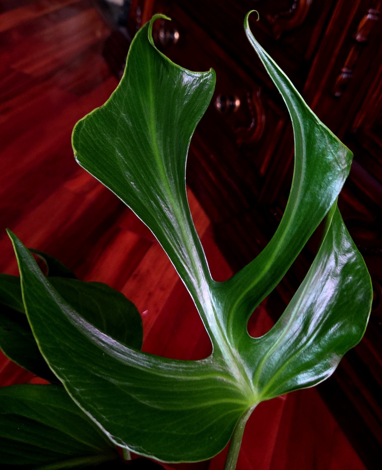 Rare XL Monstera Burle Marx Flame 25″ Tall Aroid Not Philodendron Anthurium