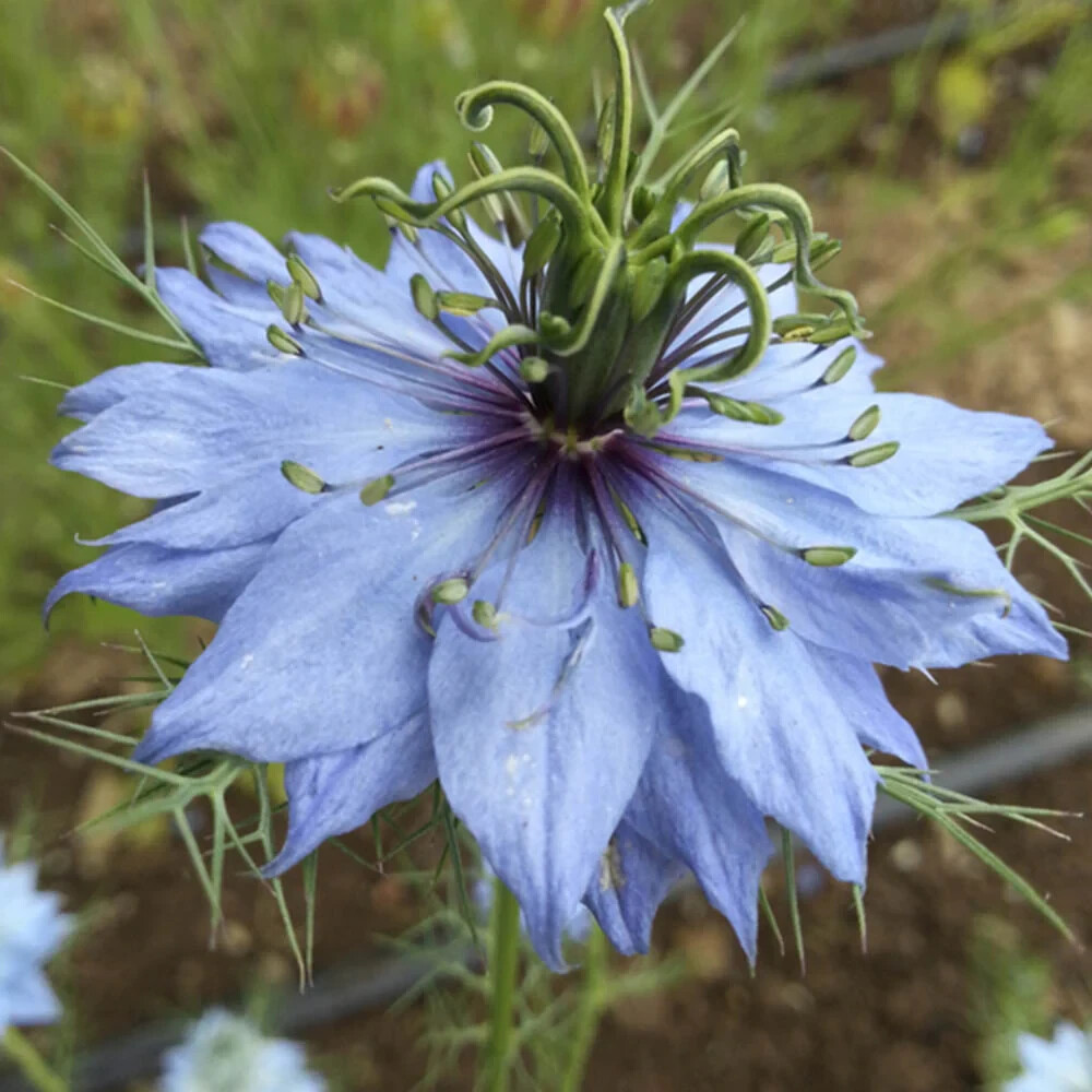 Nigella, ‘Miss Jekyll Mix’ 25 seeds