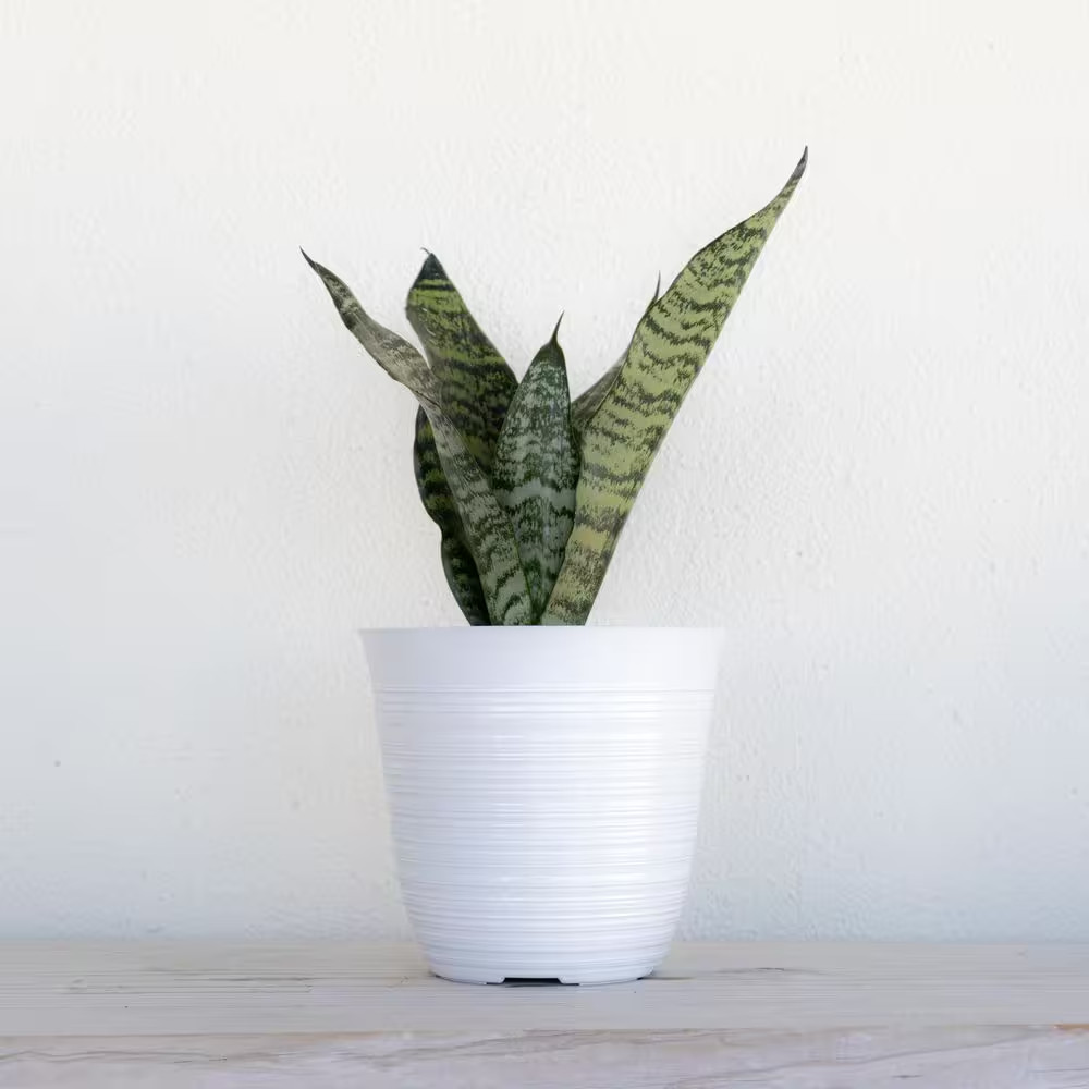 Live Sansevieria Zeylanica Indoor Snake Plant Shipped in 6 In. Grower Pot