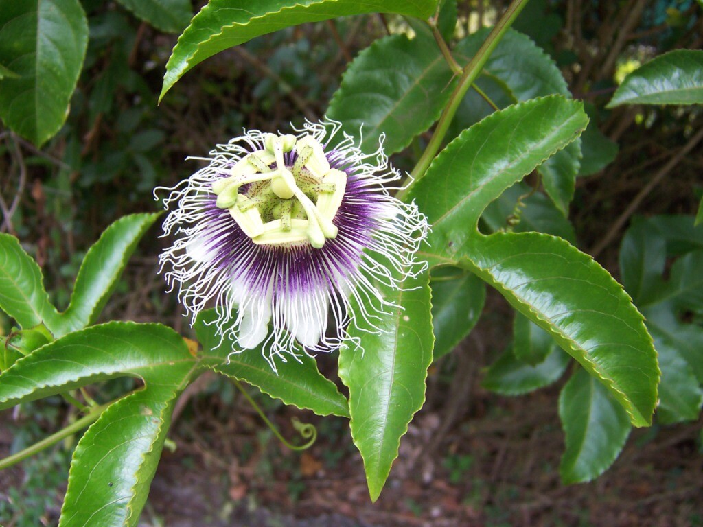 Passiflora edulis – Passion Fruit – Possum Purple