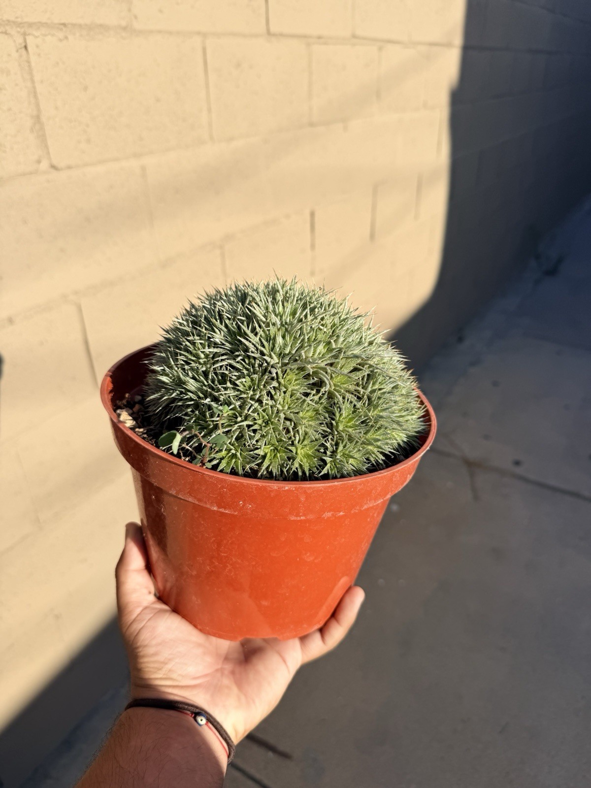 Deuterocohnia brevifolia 8″ container 🌵