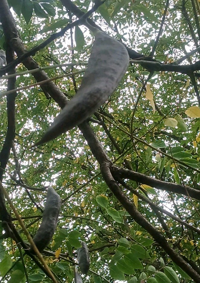 75 Kentucky Coffee-Tree Seeds