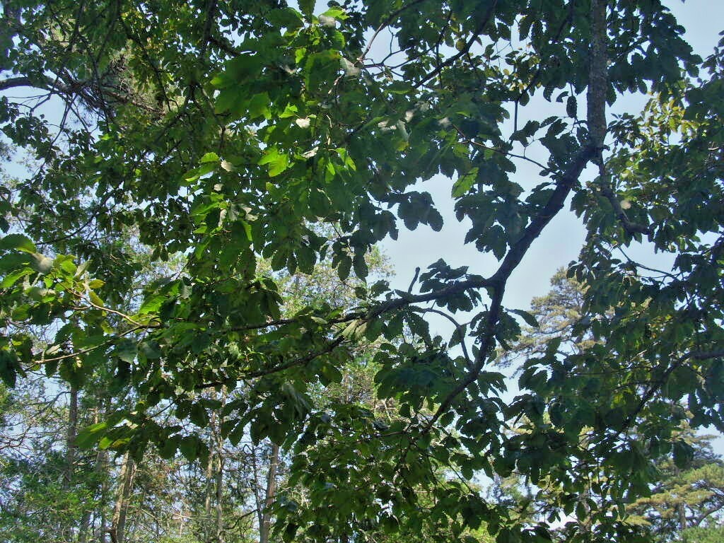 12 CHESTNUT OAK ACORNS – Quercus prinus