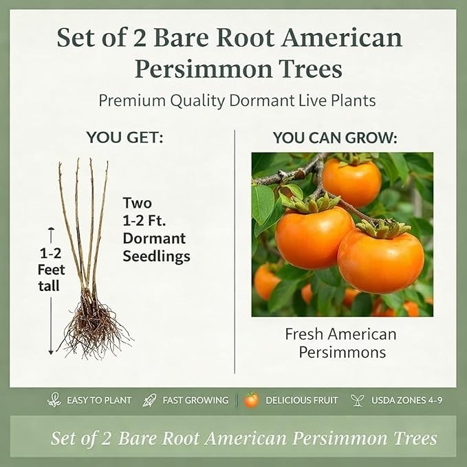 American Persimmons Tree Seedlings for Planting (3 Seedling)
