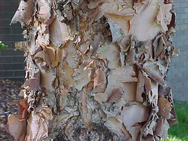 River Birch, (Black Birch), Betula nigra, Tree Seeds (Fast, Hardy, Fall Color)