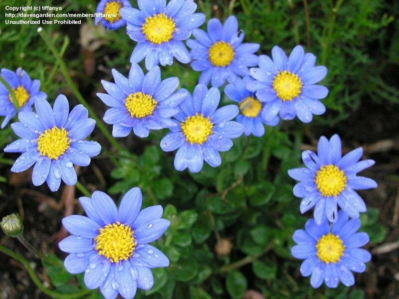 Felicia Blue Daisy seeds 100 Kingfisher