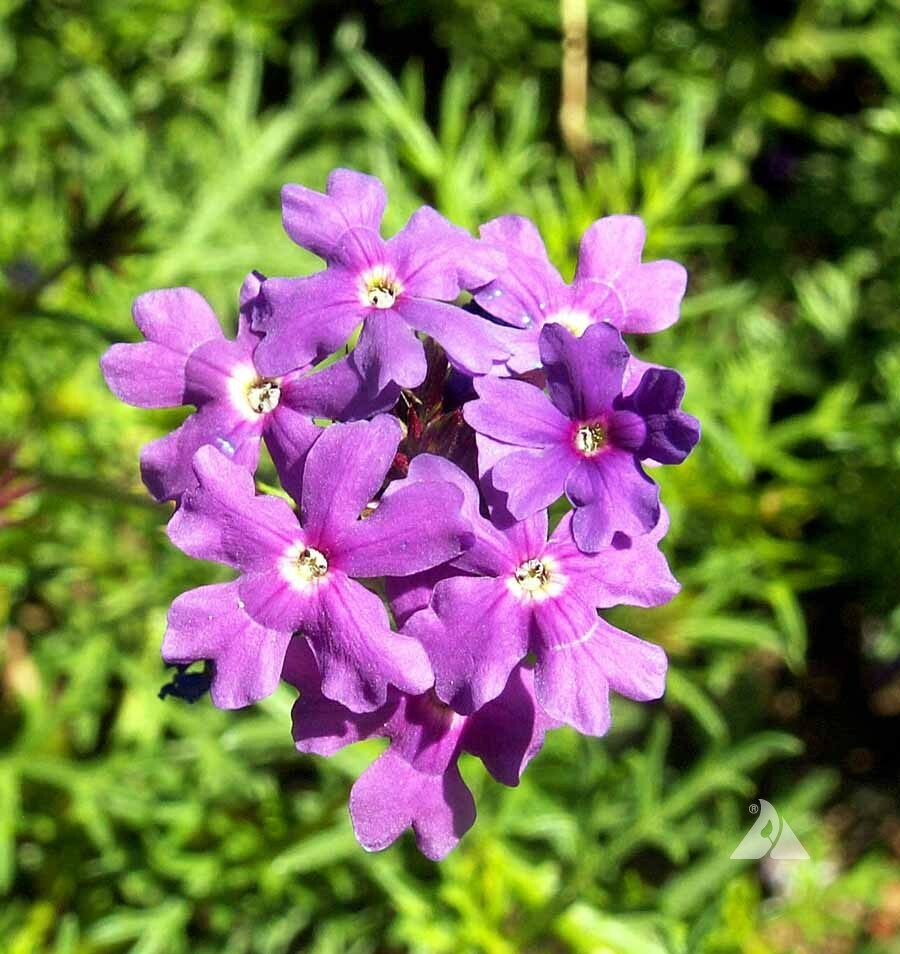 Verbena PURPLE MOSS Groundcover Perennial Fall Planting Dwarf Non-GMO 1000 Seeds