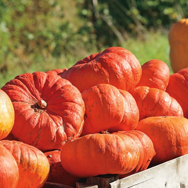 Cinderella Pumpkin Seeds | Rouge vif D’Etampes | Heirloom | Free Shipping | 1078