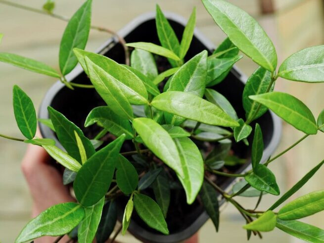 12 Asiatic Jasmine Trachelospermum Live Perennial Plants in 3-1/2 Inch Pots