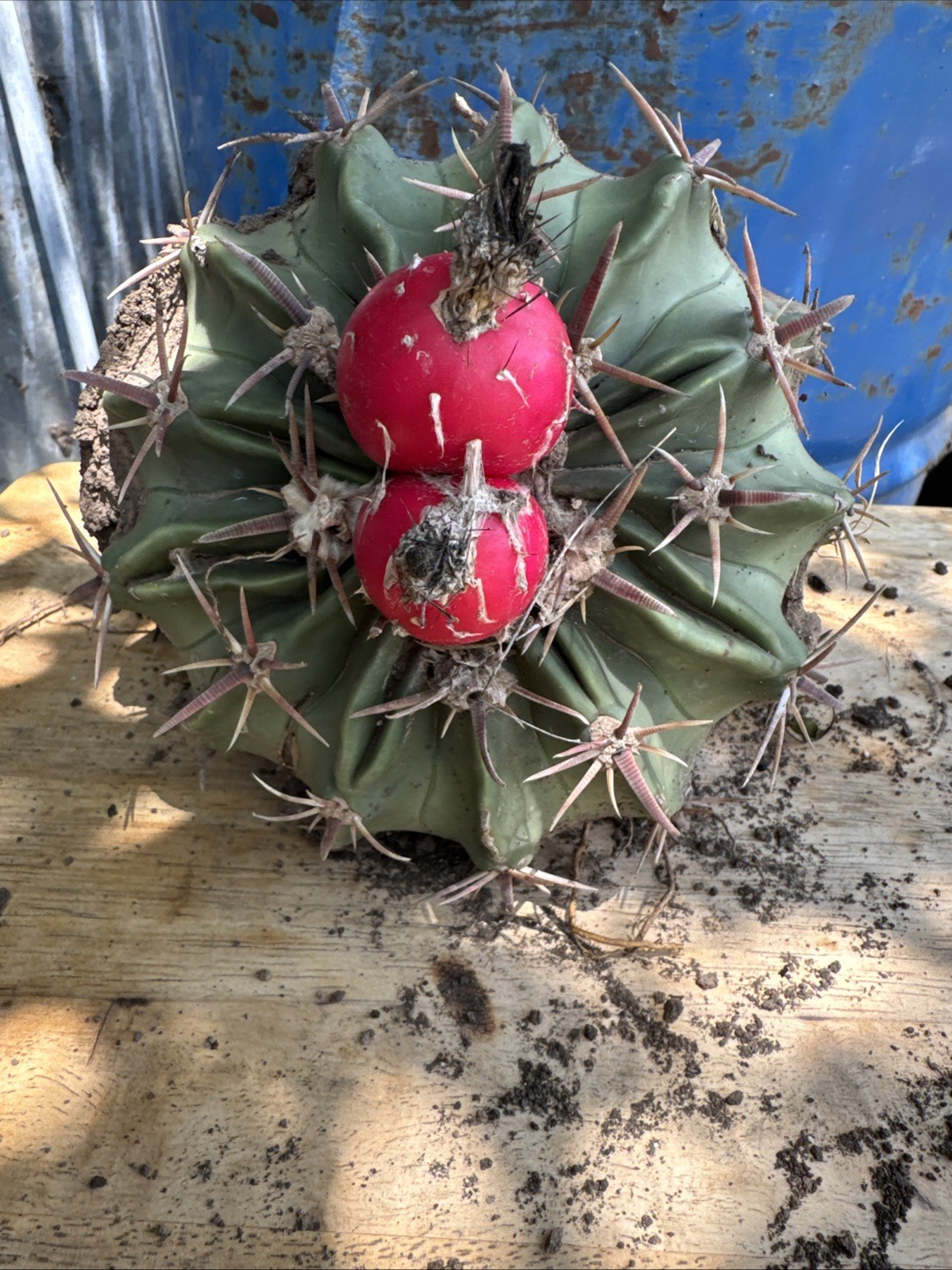 Large 6″ Echinocactus Texensis Horse Crippler Cactus Rooted Christoval TX Native