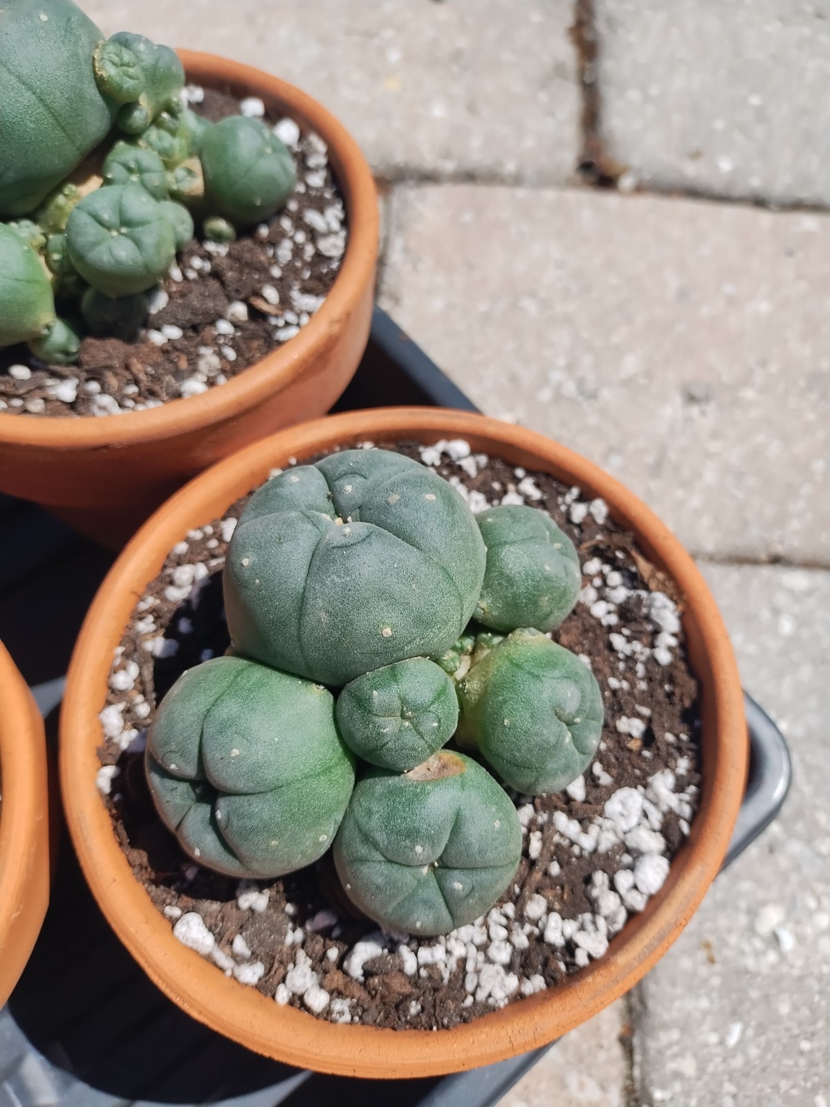 Rare Seed Grown Cactus Clusters 2.75-3.5in Diameter