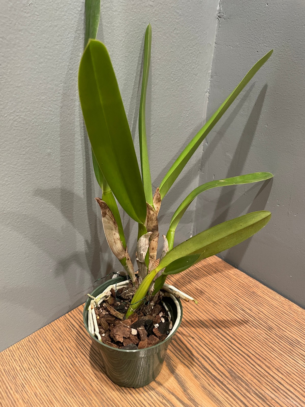 L. lobata `Hackneau’ Original Division Species Cattleya Orchid Plant