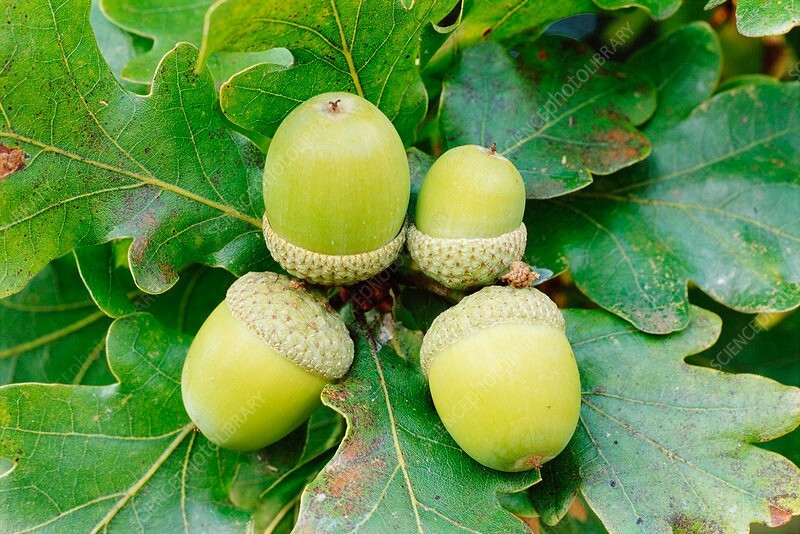 25 Acorn Seeds of White Oak Trees T82