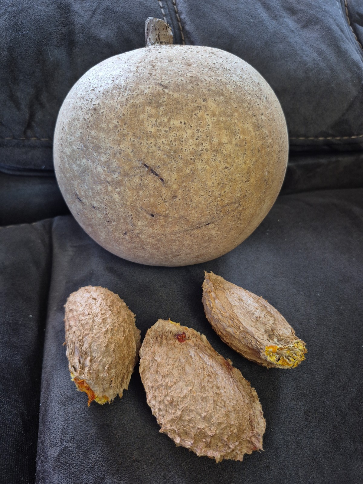 Mamey De Puerto Rico Fruit 🇵🇷 “mammea Americana ” 1 One Organic Seed !
