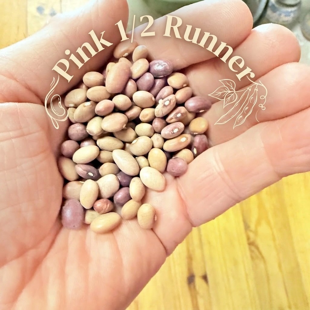 Heirloom Pink Half Runner”Peanut Bean” Seeds Non GMO