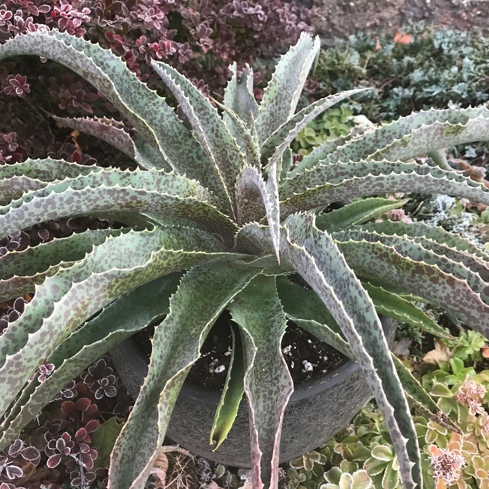 “Jabber Jaws” Mangave STARTER Plant Agave/Manfreda Hybrid SPOTS SPOTS & SPOTS!