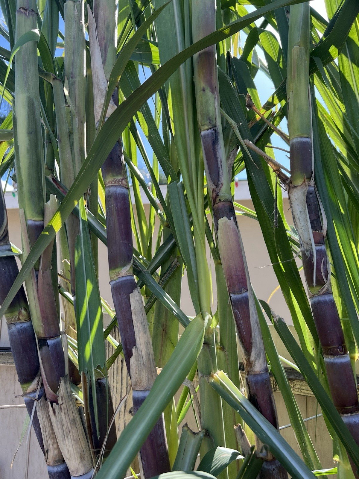 5pcs Dark Purple Green Sugarcane Cutting Sweet Juicy Ready To Plant