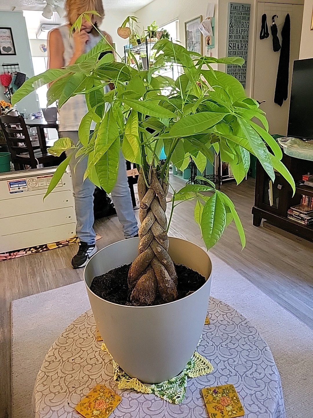 3ft Braided Trunk Money Tree (Pachira aquatica) Potted In Beige Pot