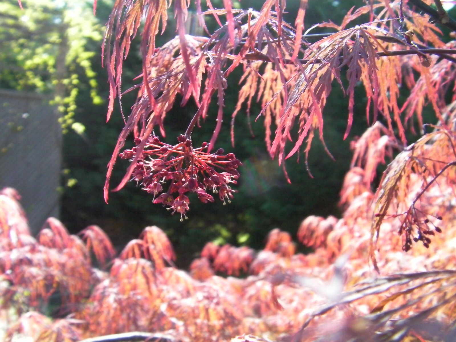 10 thin cuttings Japanese maple weeping tree Garnet for rooting and grafting