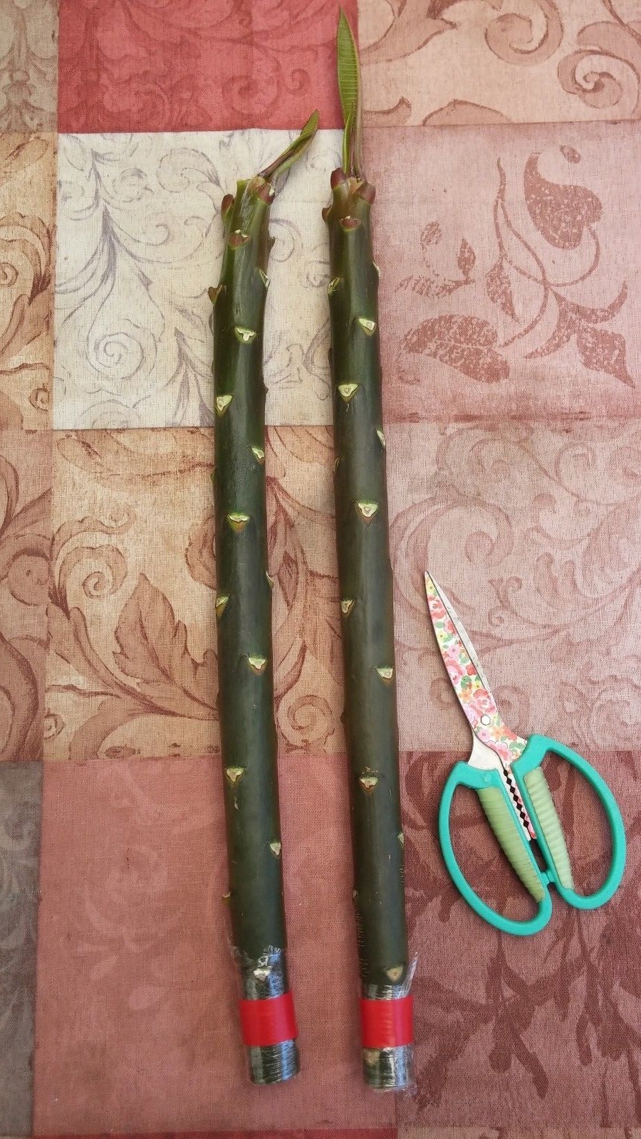 Plumeria Cutting (KANEOHE SUNSET) 10″-12″ with 1 tip