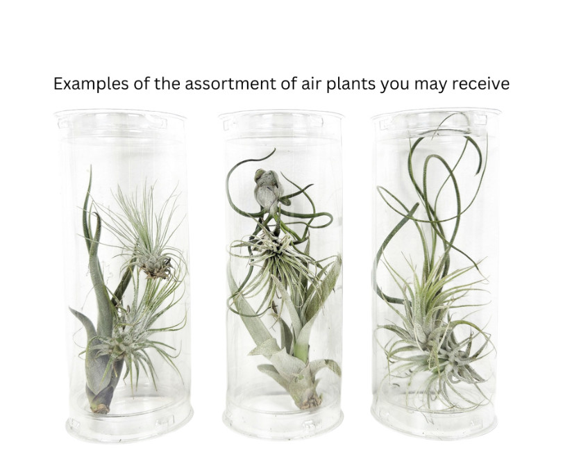 Shelf-Ready Assorted Tillandsia Air Plant – 3 Pack (2–6 Inches)