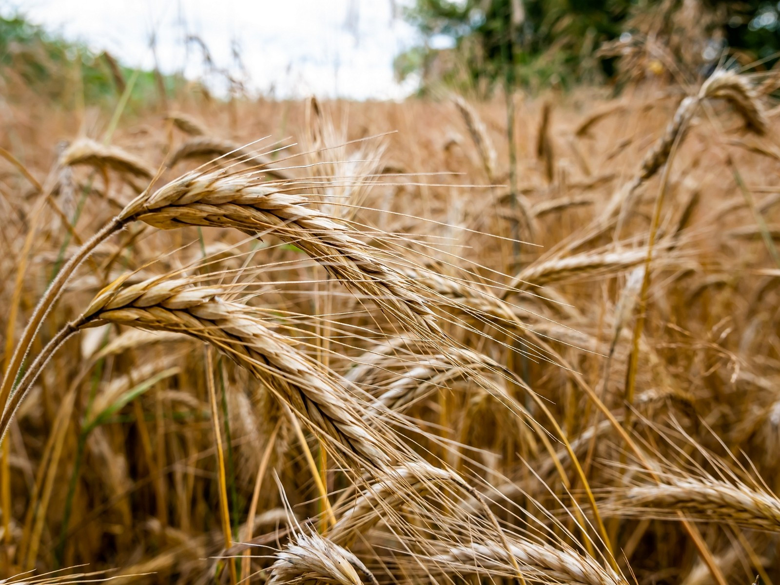 Organic Rye Wheat Seeds (300) / DELICIOUS / Healthy / Easy To Grow