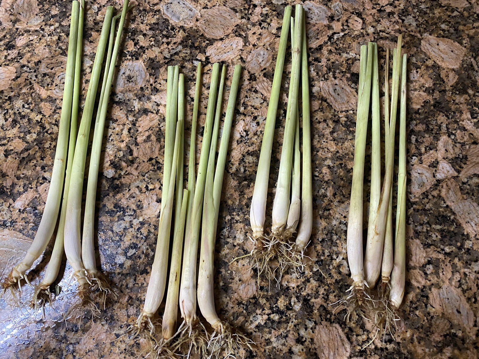 5 Lemongrass Stalks Fully Rooted Ready To Plant (Organic)
