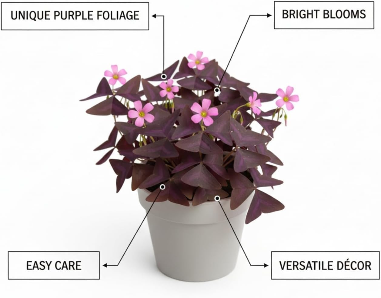 Pack of 24 Purple Shamrocks Bulbs, Oxalis Bulbs for Planting, Oxalis Triangul…