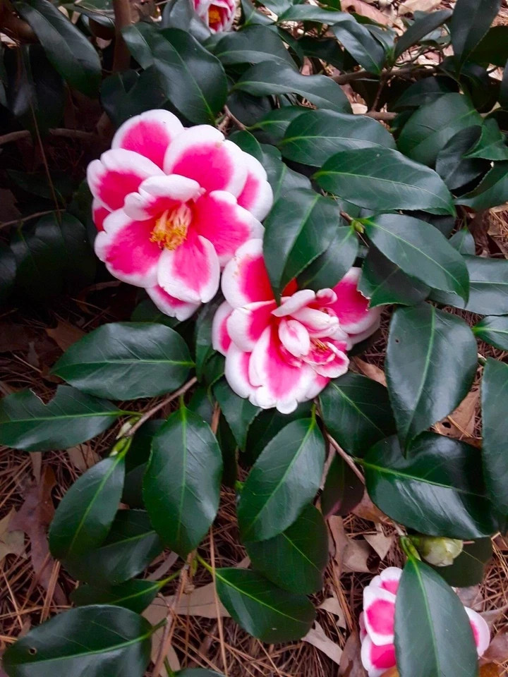 **TAMA ELECTRA**Unique Bloom**Camellia Japonica-Live Starter Plant -USA SELLER-
