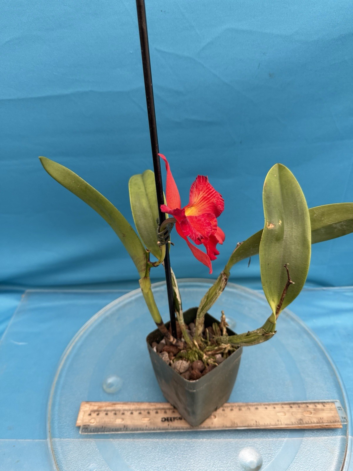 Rth. Happy Happy Joy Joy ’Kilauea’ Orange Red Yellow Blooming Orchid Eros 4” Pot
